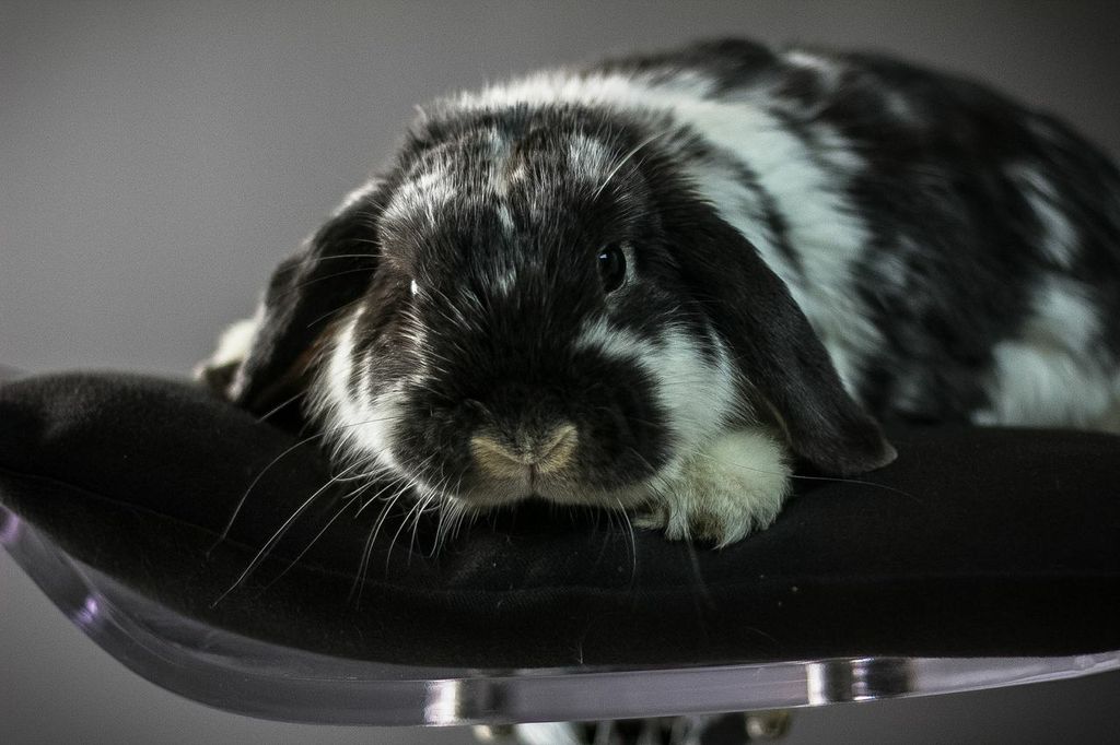 Model Bunny Has a Very Professional Photoshoot 1