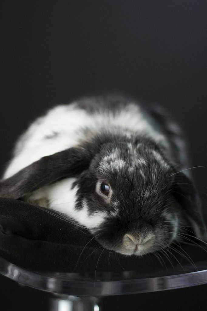 Model Bunny Has a Very Professional Photoshoot 3