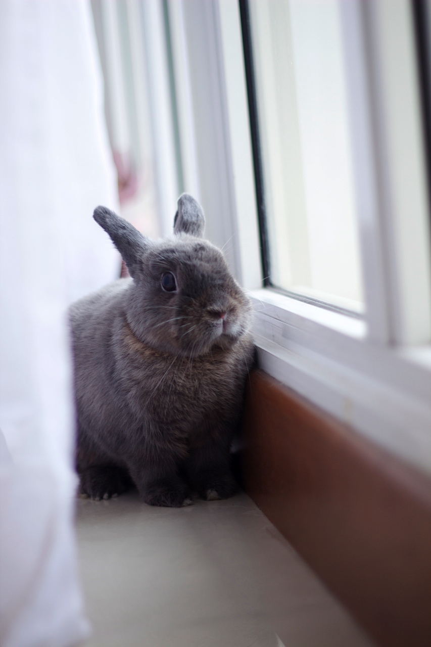 You've Found Bunny Behind the Curtains!