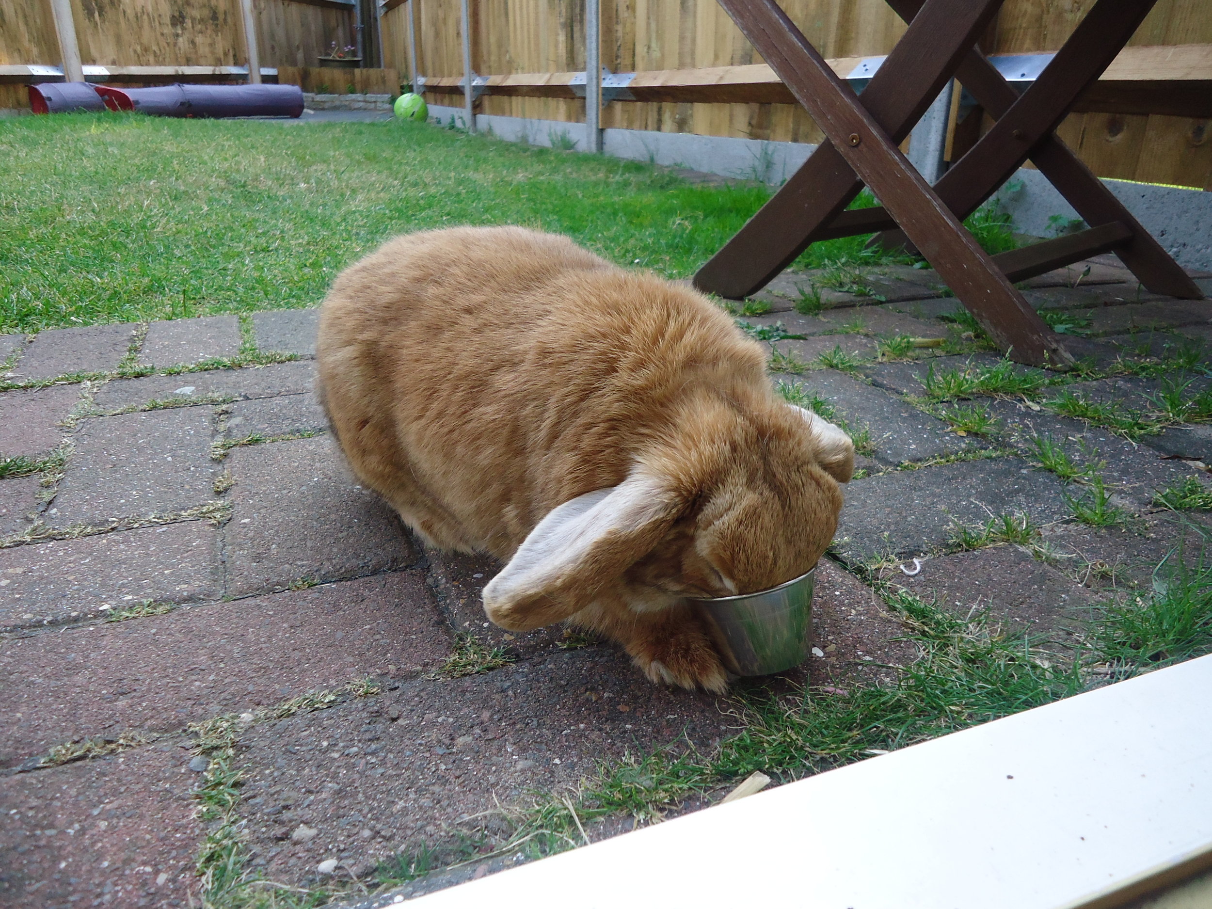 Bunny Is Determined to Get Every Last Bit of Food out of the Bowl