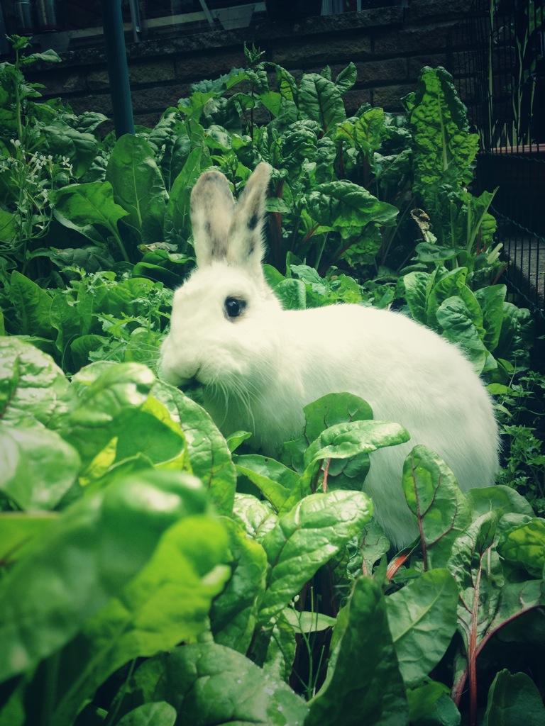 Having Breached the Garden Walls, Bunny Feasts!