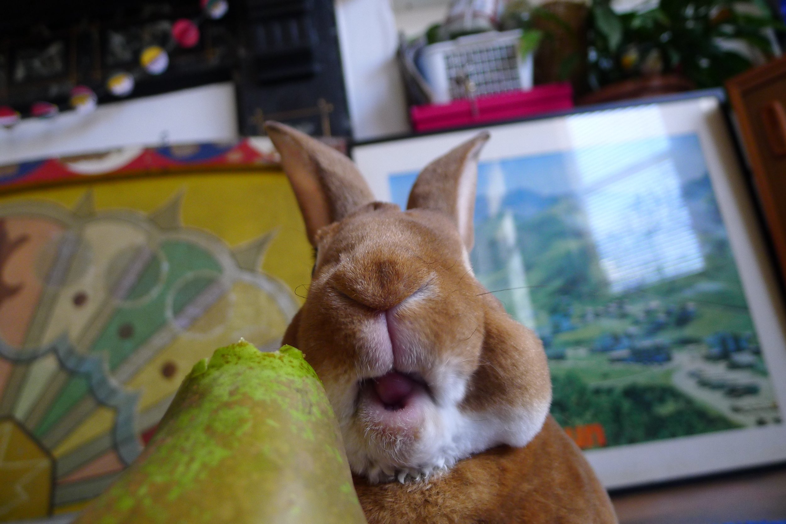 What a Bunny's Chomping Looks Like