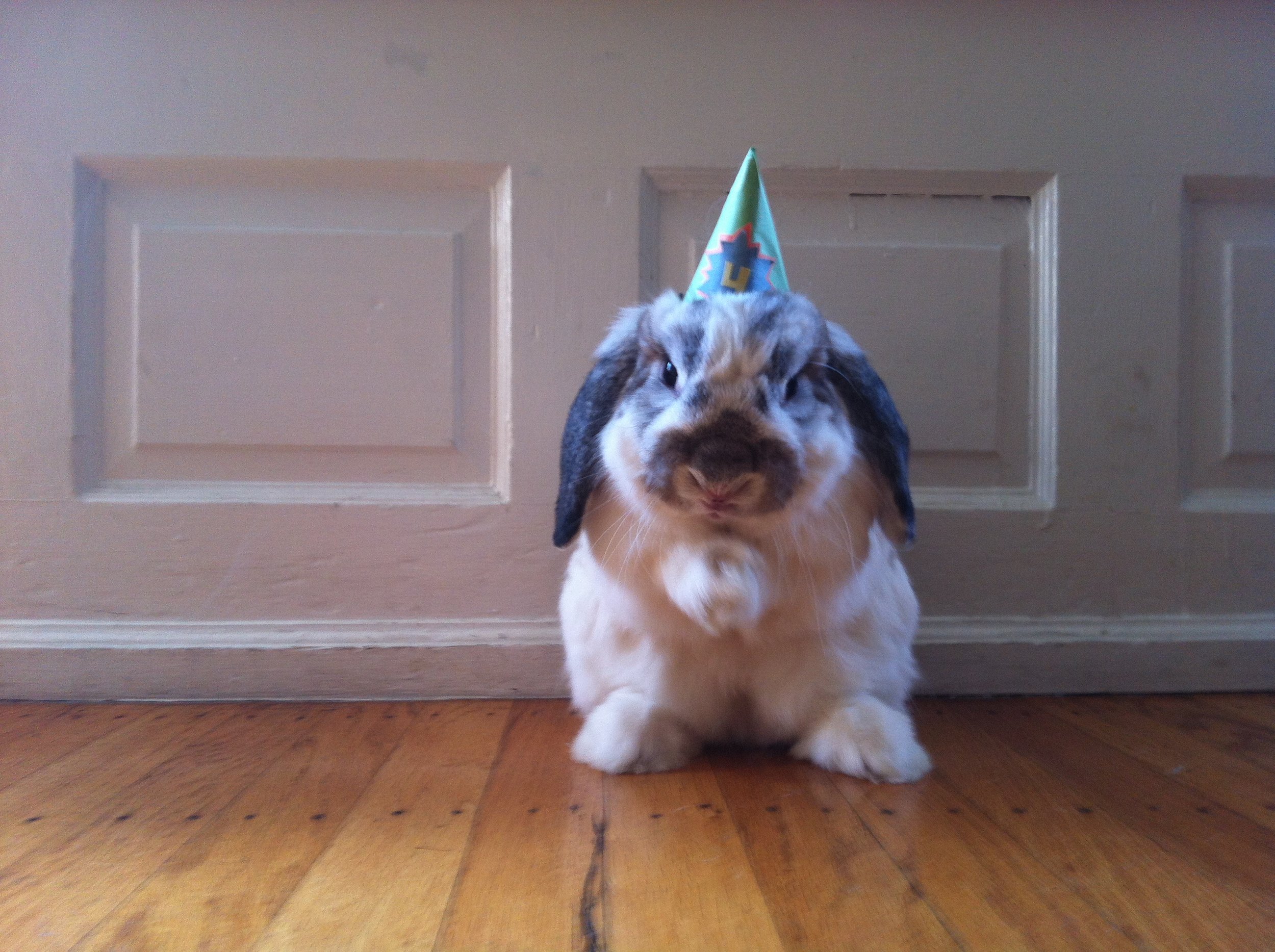Bunny Freshens Up Before His Birthday Celebrations Get Started 1