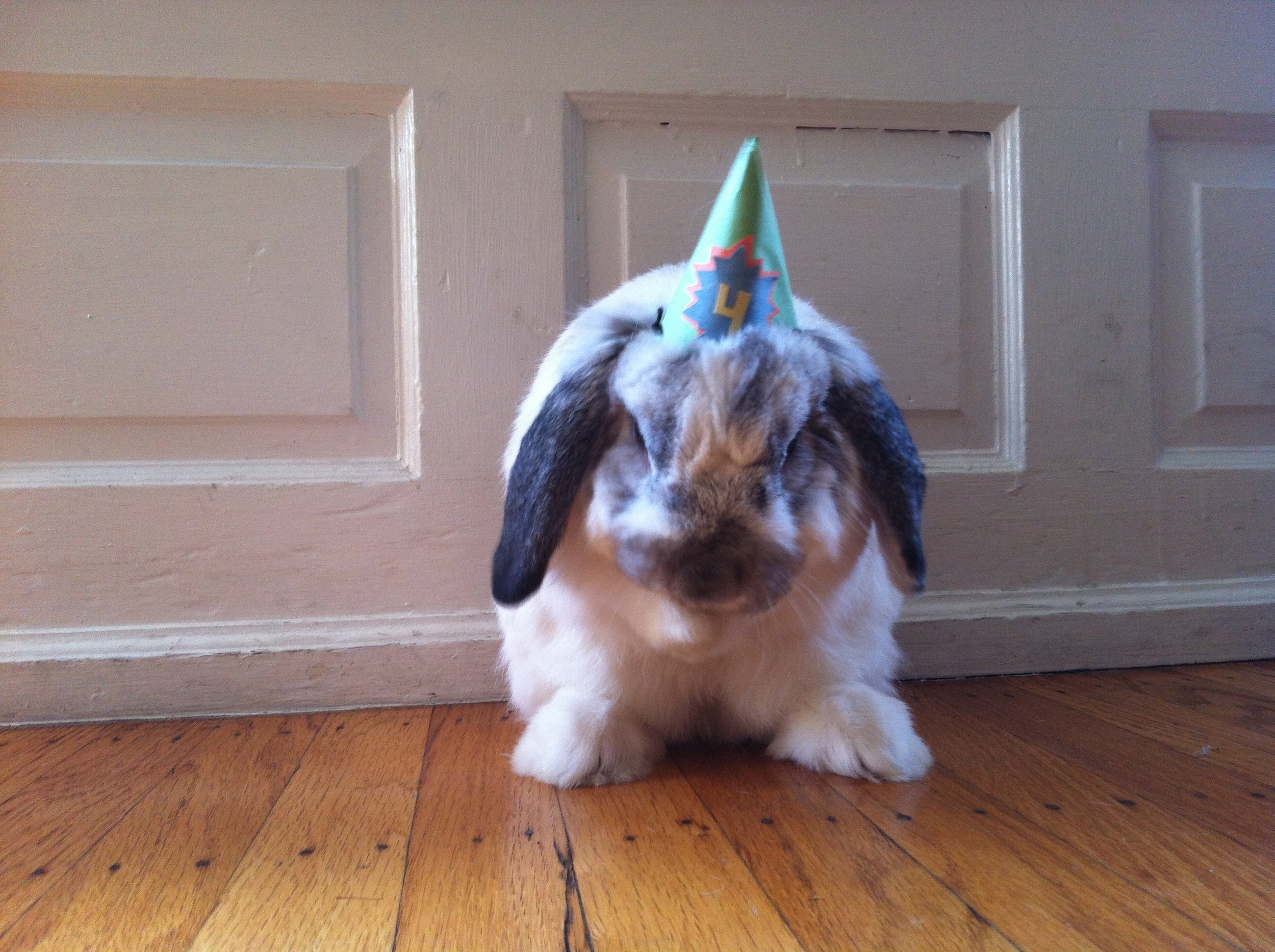 Bunny Freshens Up Before His Birthday Celebrations Get Started 2