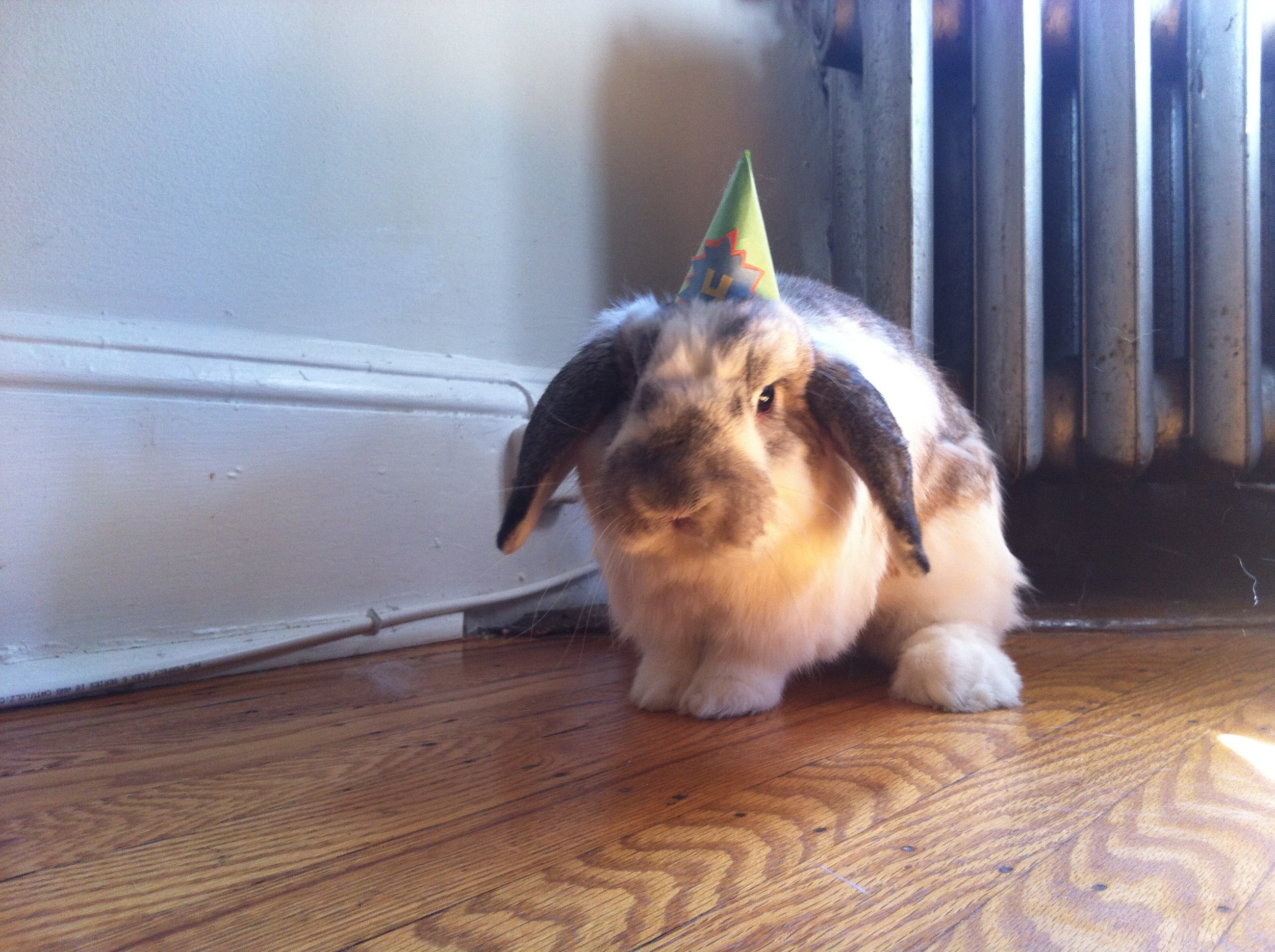 Bunny Freshens Up Before His Birthday Celebrations Get Started 3