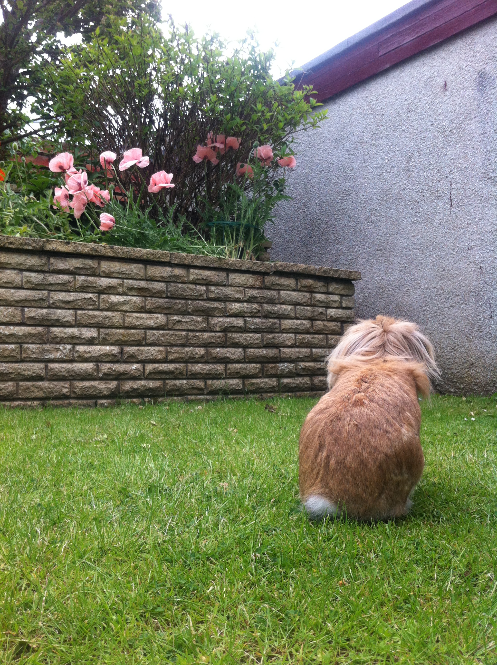 Bunny Searches High and Low for a Way into the Flowerbed 2