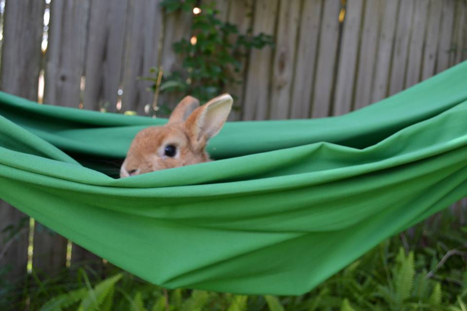 Bunny Explores a Hammock