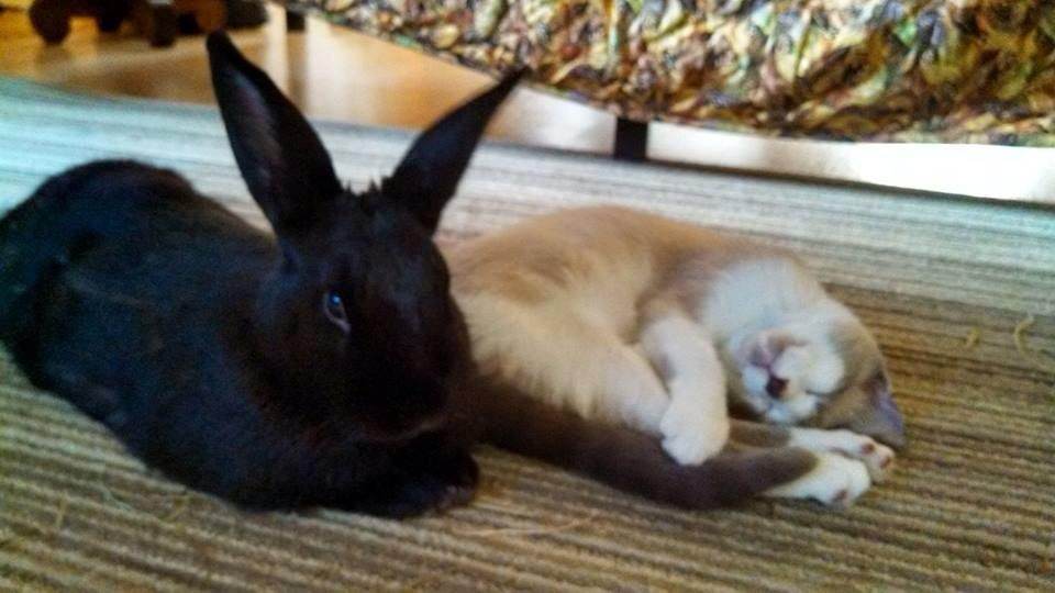 Bunny Stands Watch over His Sleeping Kitty Friend 1