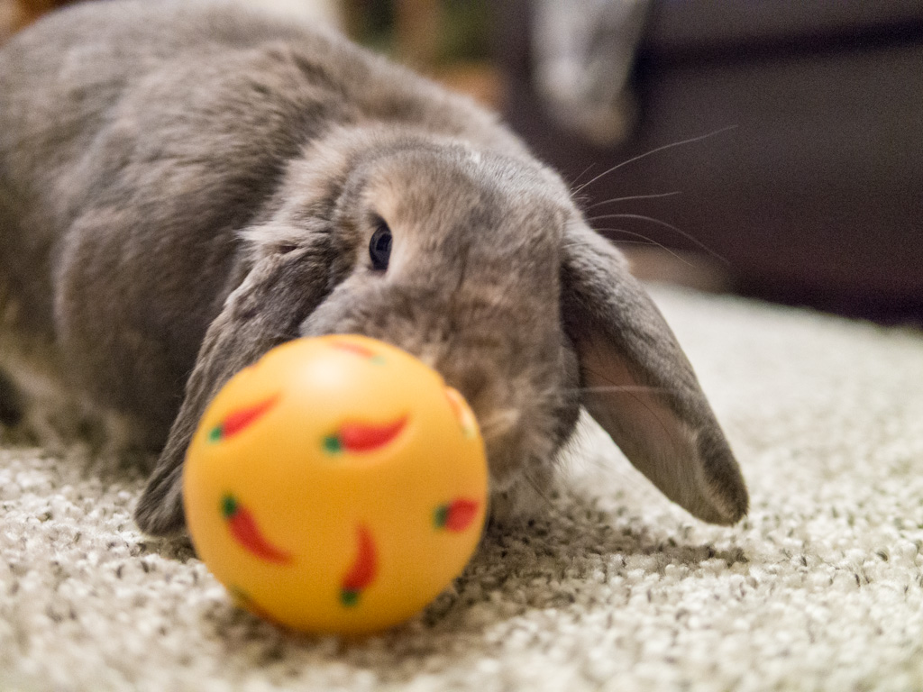 Bunny Plays with a Carrot Ball