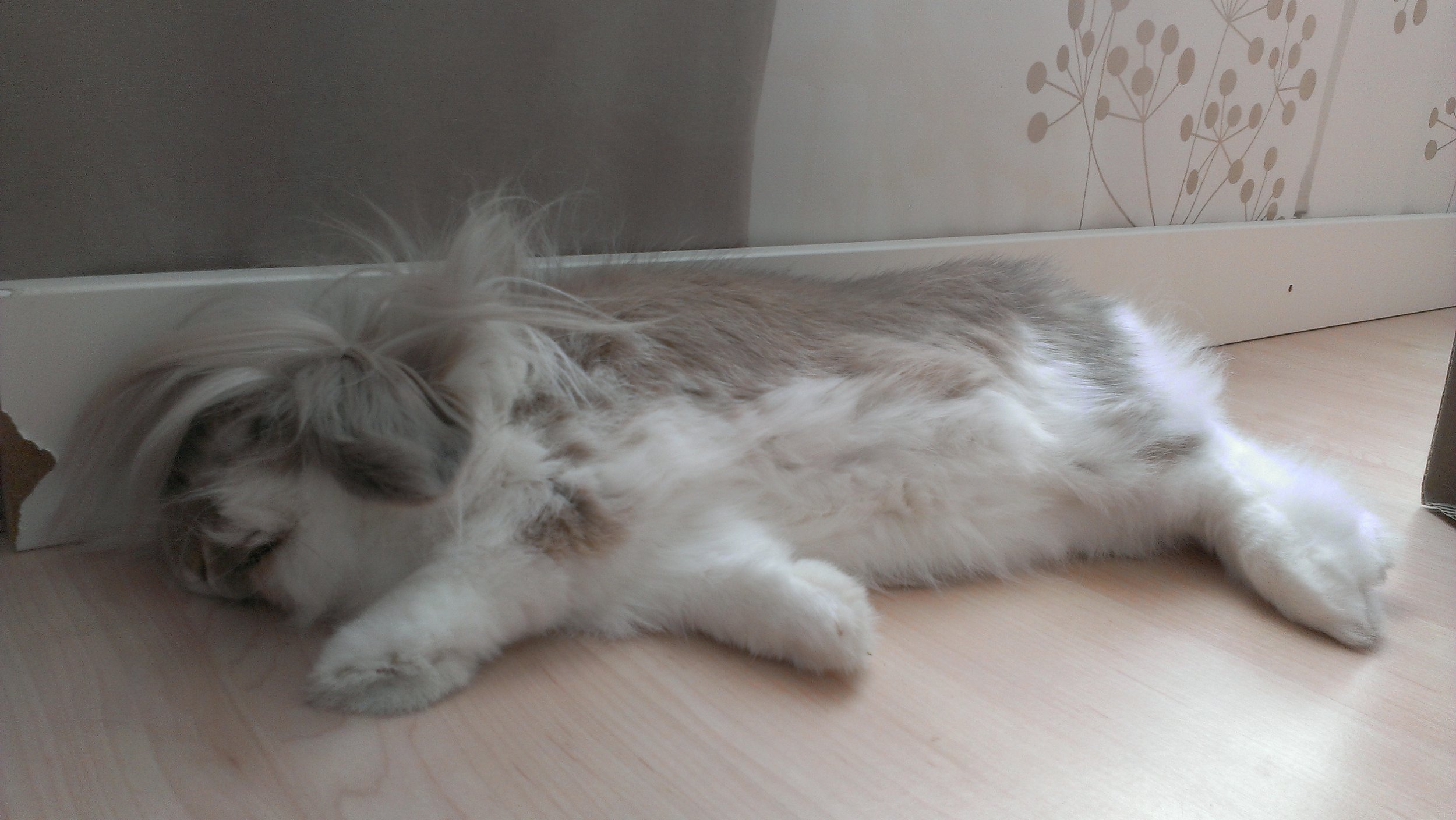 Lionhead Bunny's Long Fur Goes Everywhere When She Flops for a Nap