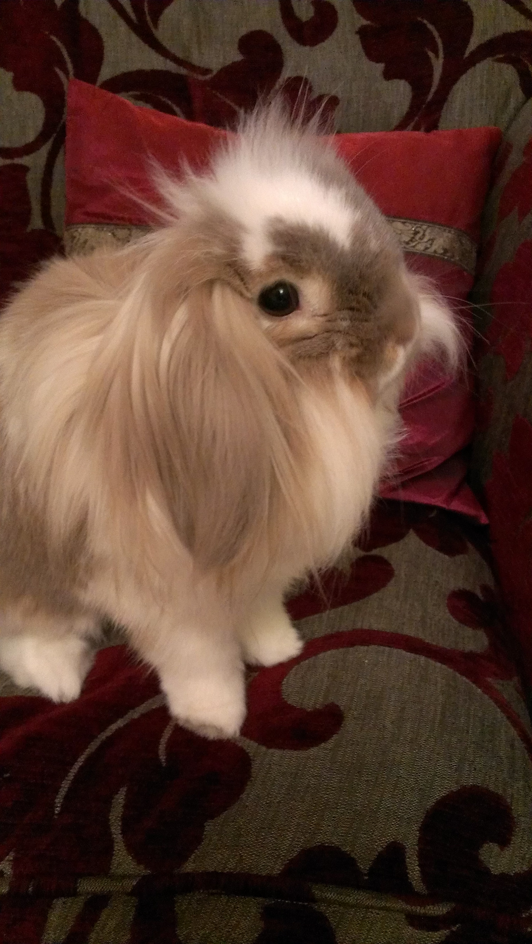 Lionhead Bunny's Long Fur Goes Everywhere When She Flops for a Nap 2