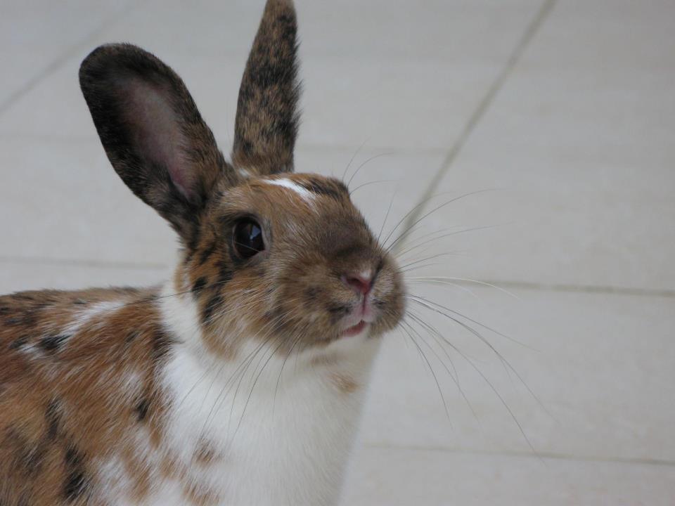 Model Bunny Can Wistfully Gaze into the Distance or Boldly Look into the Camera 1
