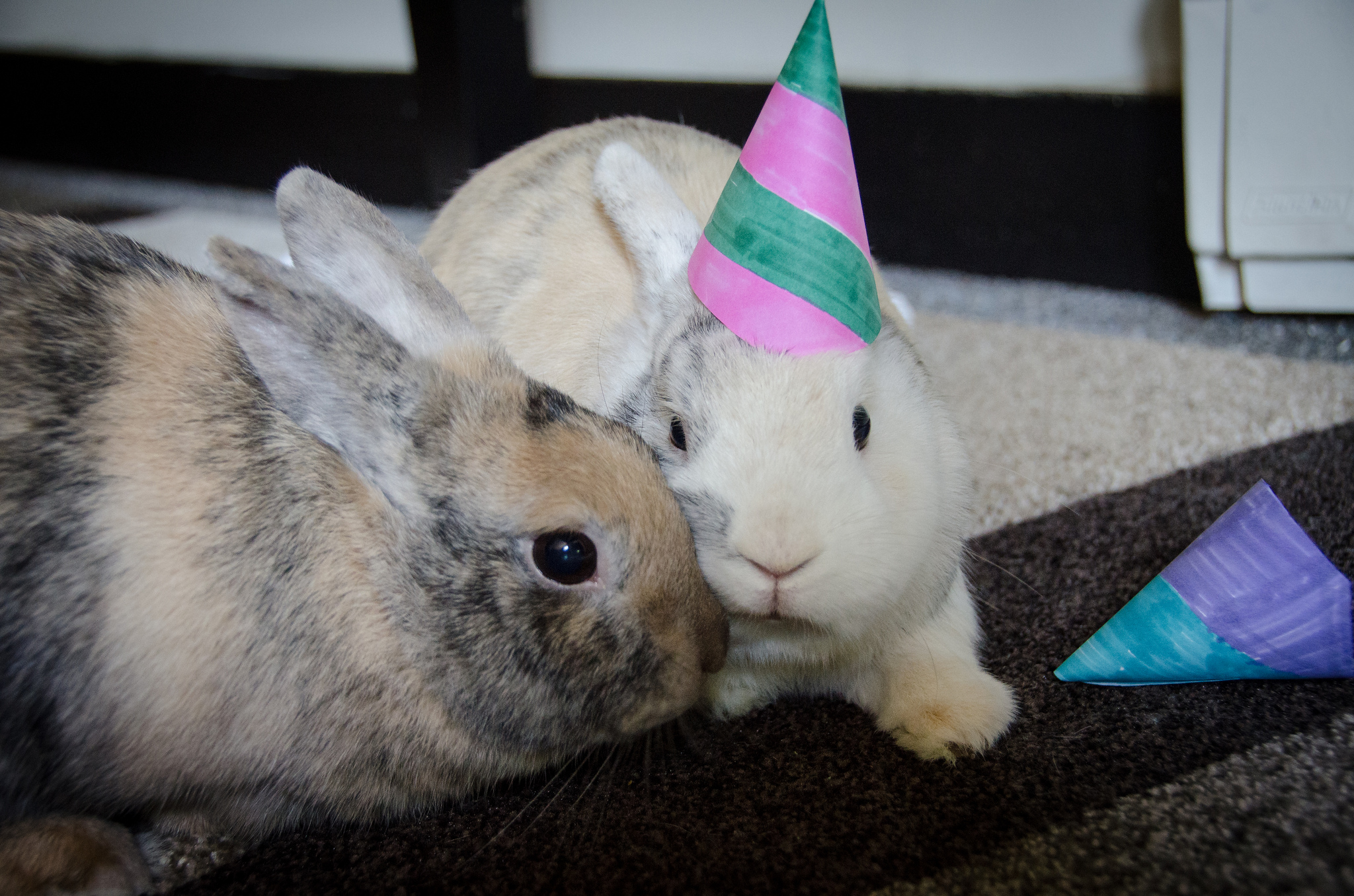 One Birthday Bunny Would Rather Snuggle Than Wear Her Hat