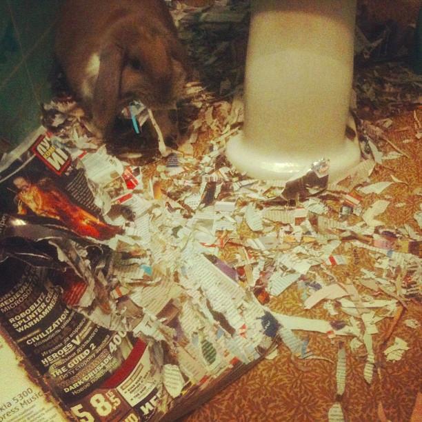 Bunny Loves Magazines to Bits