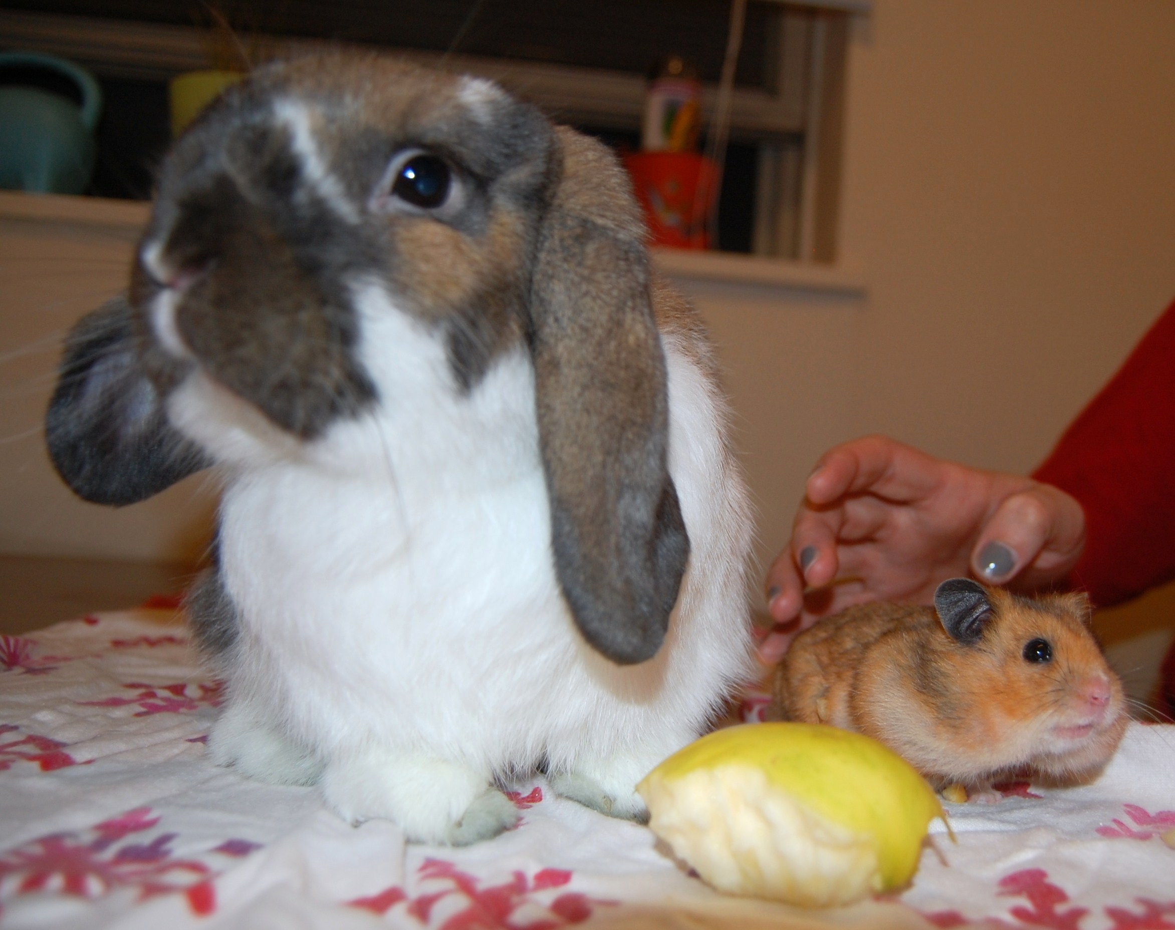 It Is Hard Getting Bunny and Hamster to Take a Nice Photo Together 1