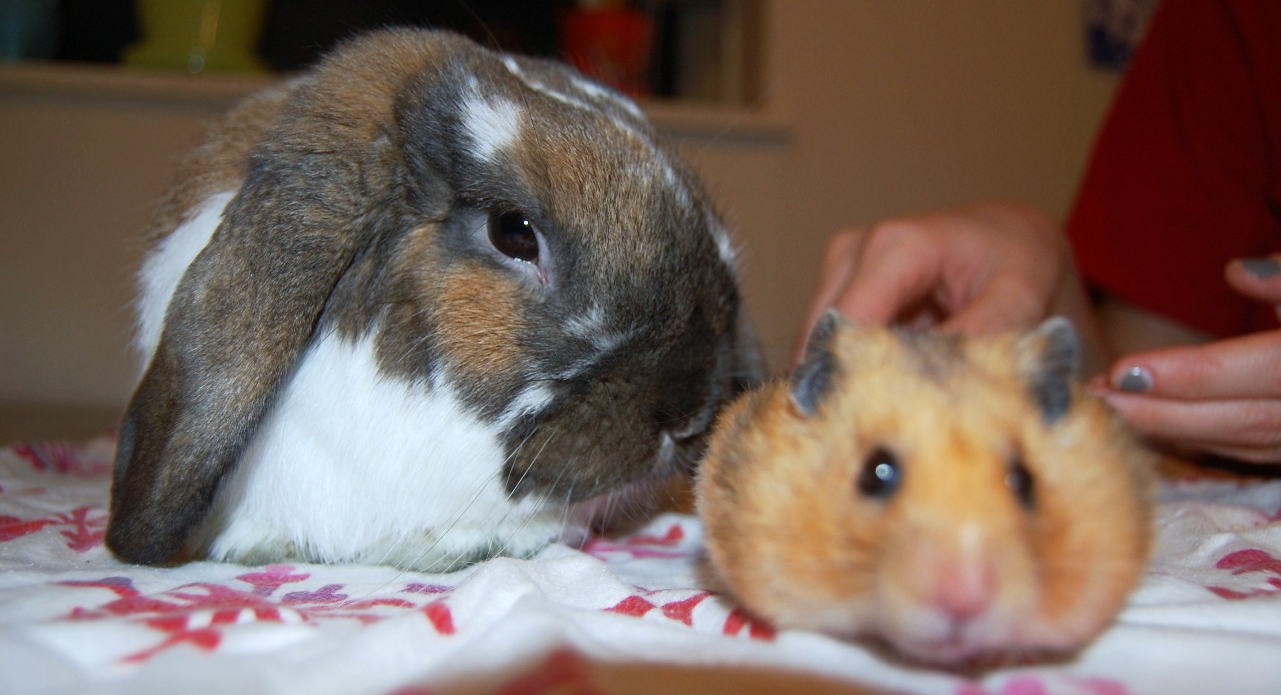 It Is Hard Getting Bunny and Hamster to Take a Nice Photo Together 2