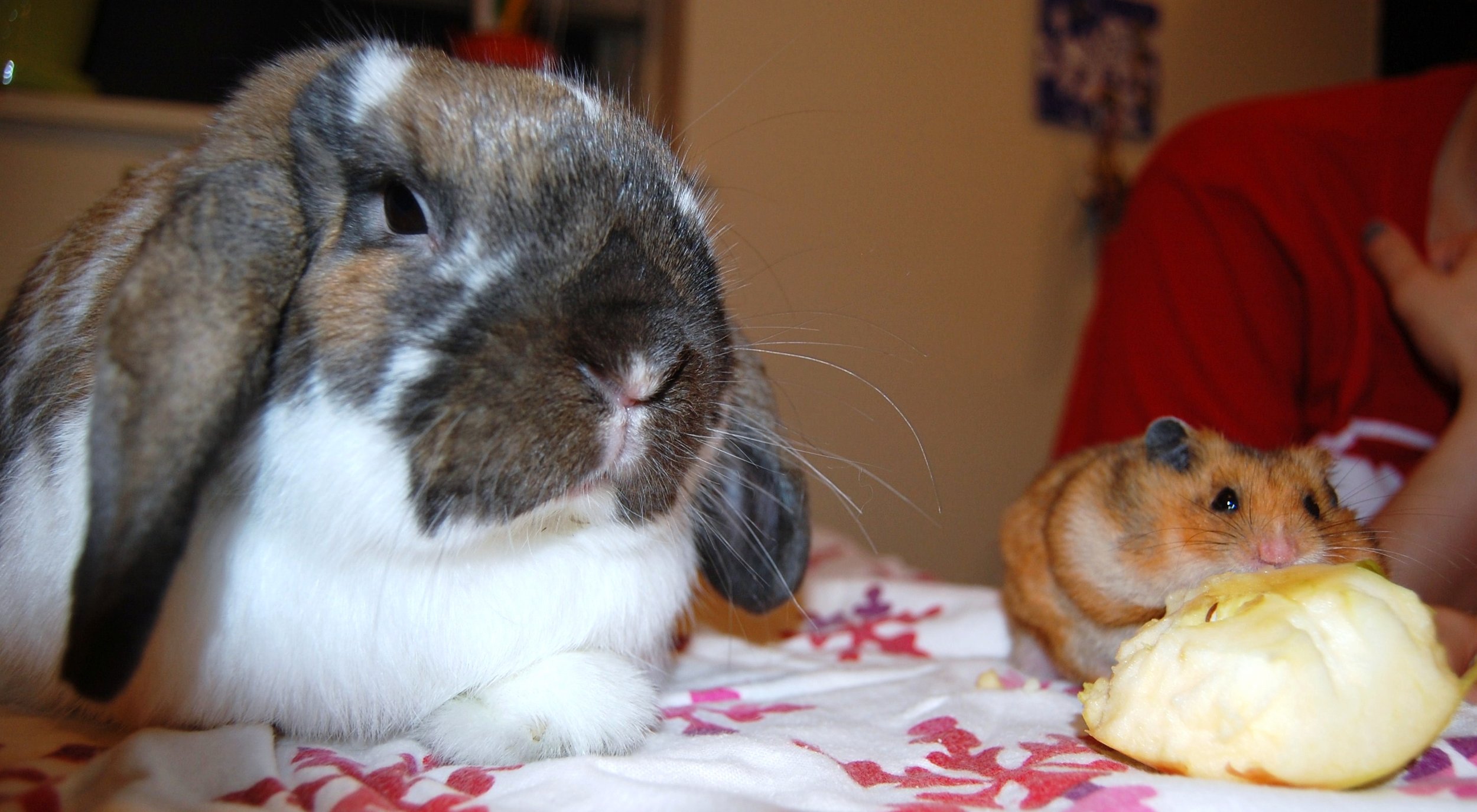 It Is Hard Getting Bunny and Hamster to Take a Nice Photo Together 3