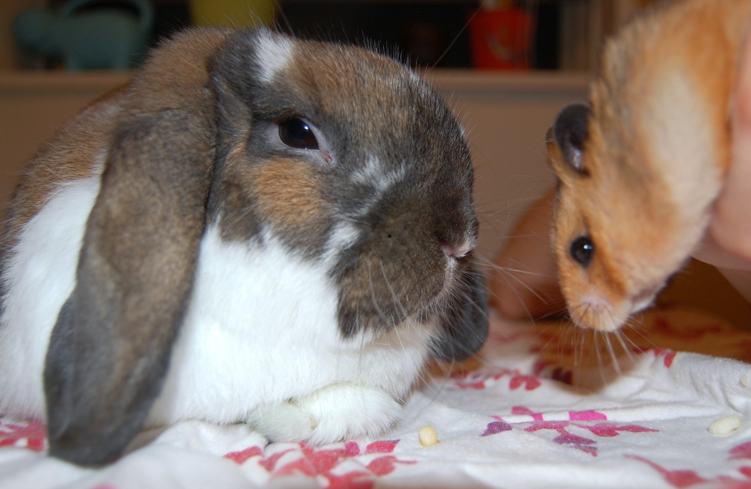 It Is Hard Getting Bunny and Hamster to Take a Nice Photo Together 4