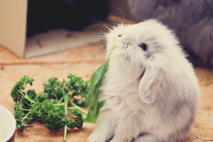 Determined Bunny WILL Free This Leaf from the Parsley!