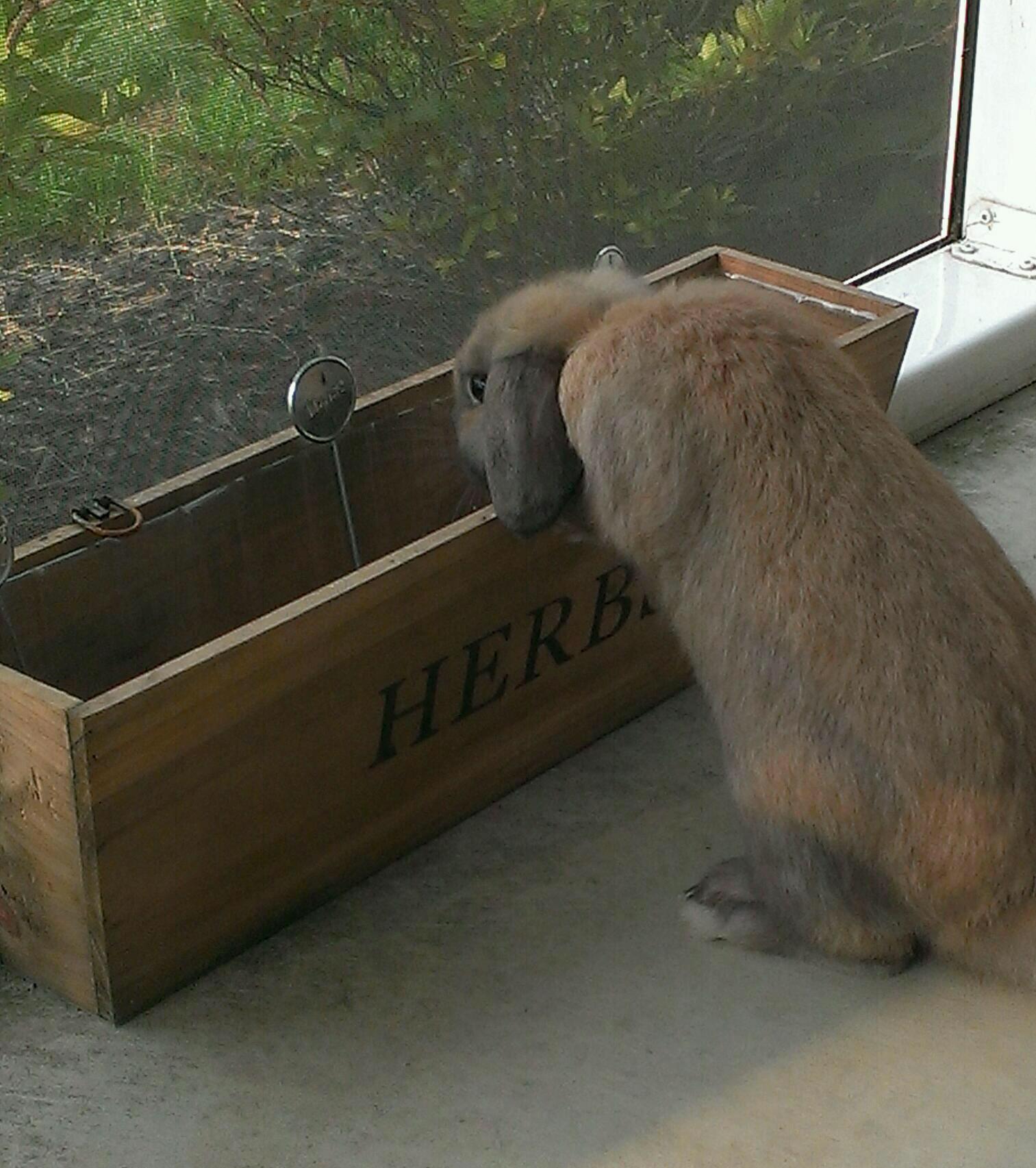 Bunny Checks the Planter to See If Any Greens Have Appeared Yet