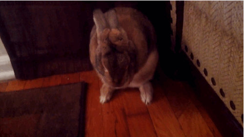 Bunny GIF Dump, Part Four 15