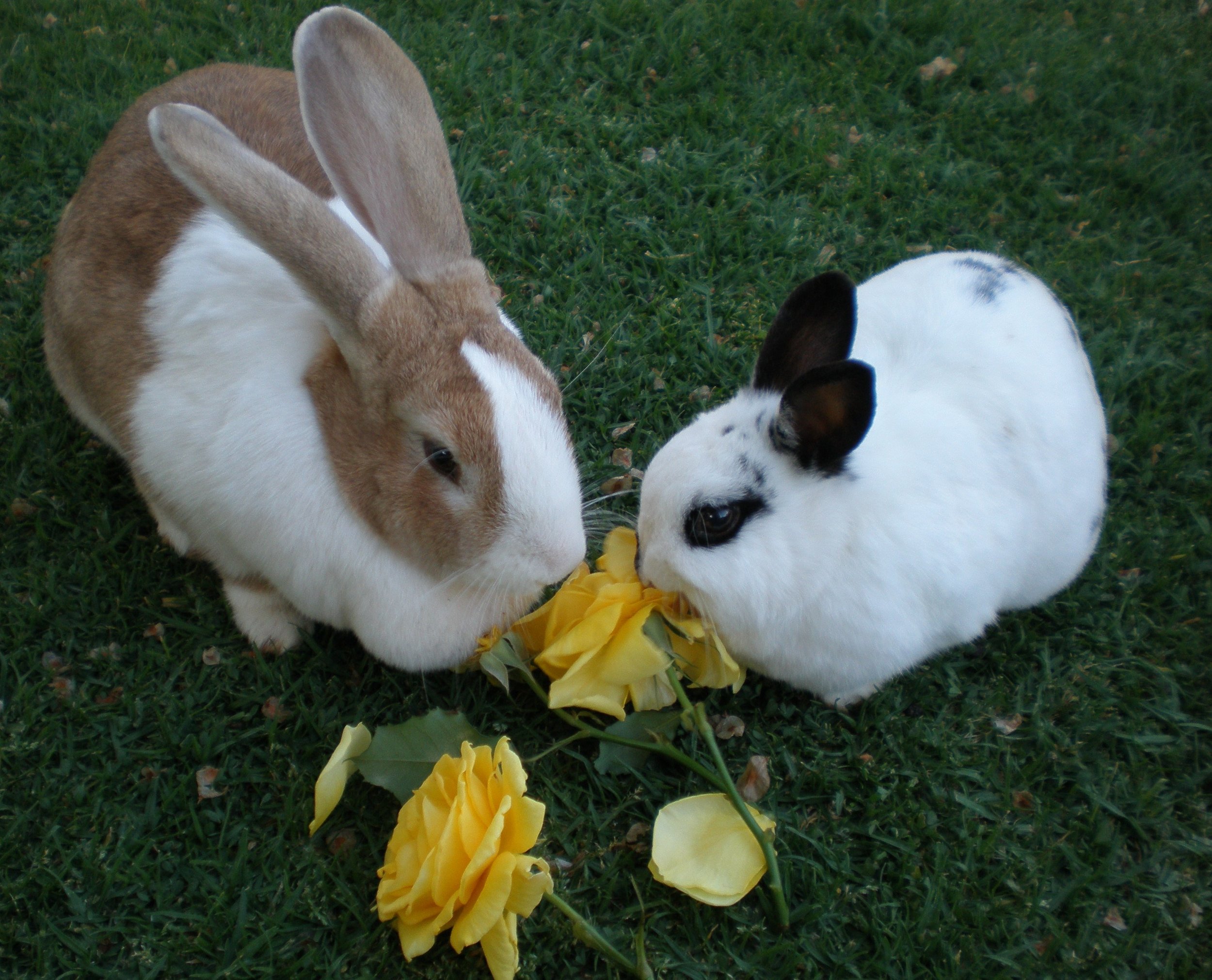 Bunnies Share a Flowery Treat