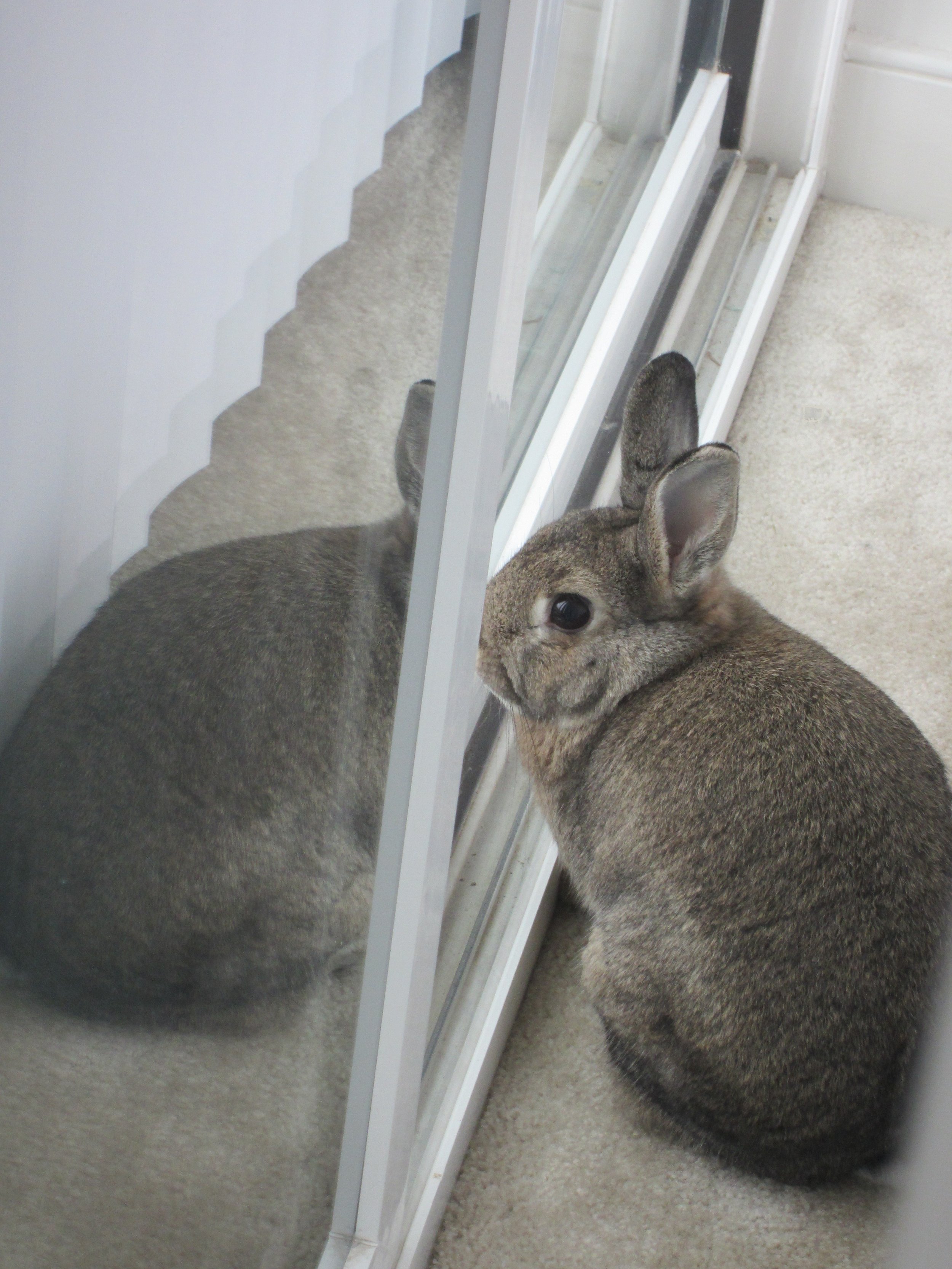Bunny Loves Looking Out the Window 1