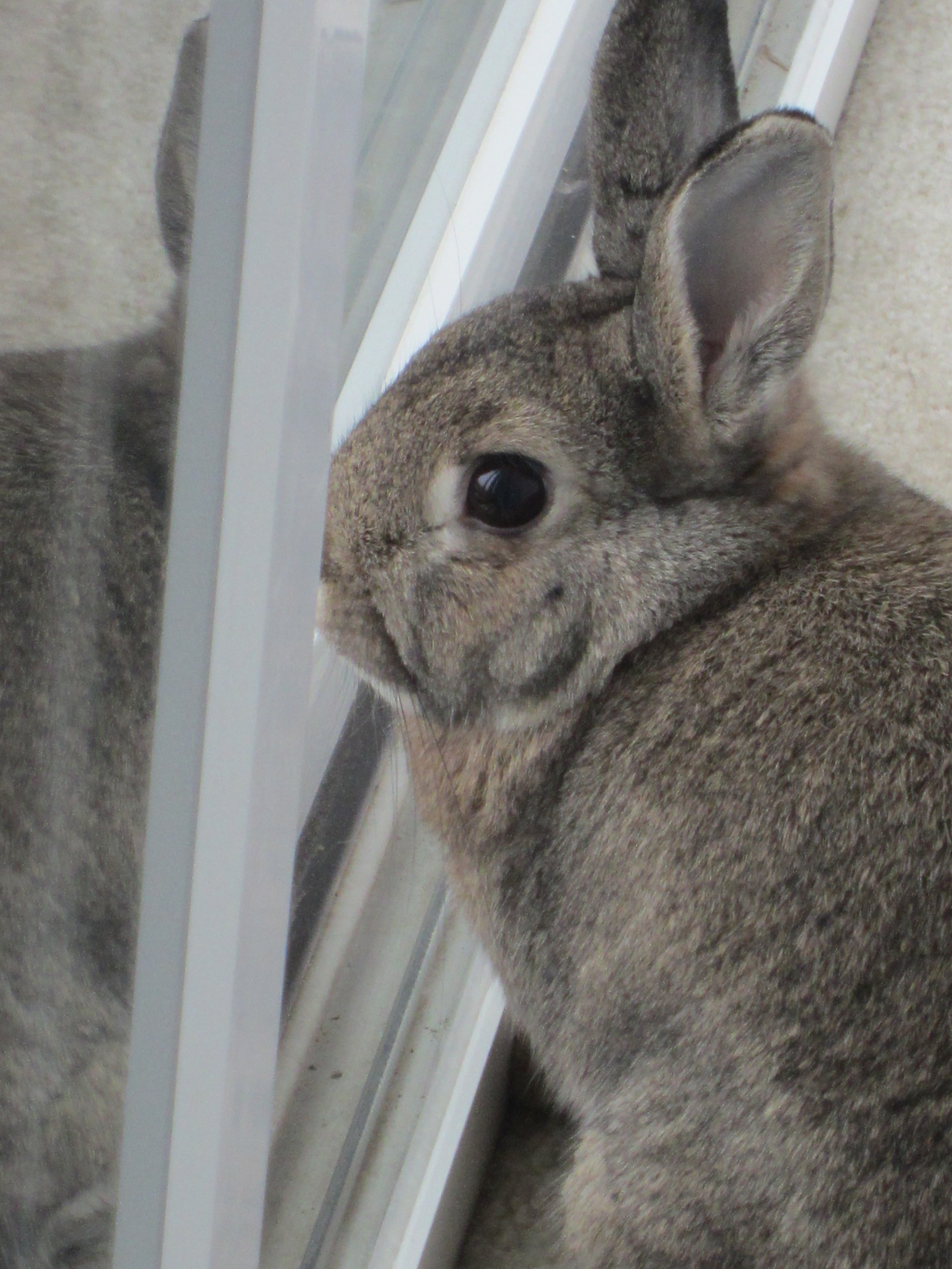 Bunny Loves Looking Out the Window 2
