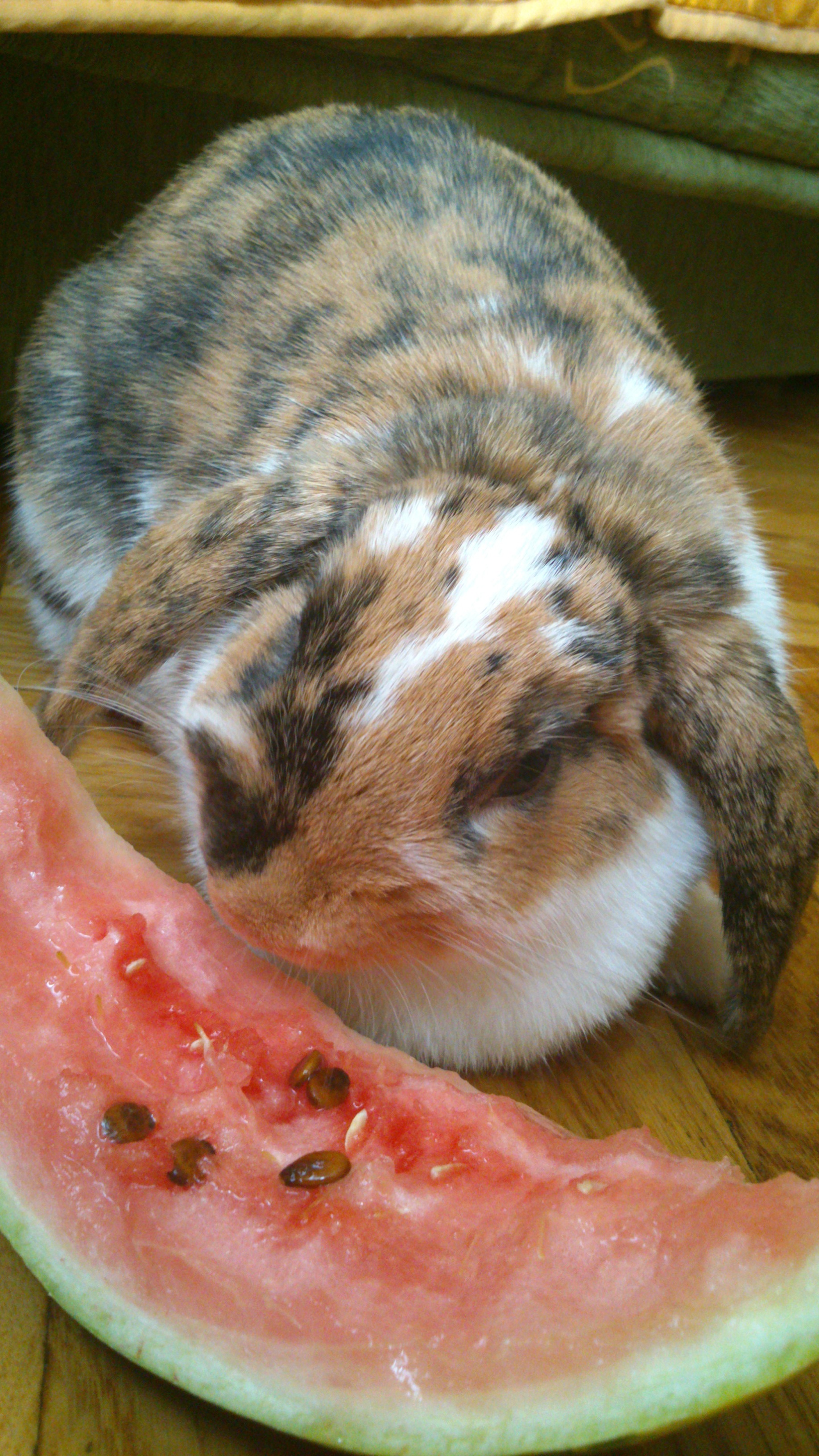 Bunny Discovers a Love for Watermelon