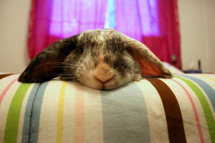 Bunny Feels Like Having a Lazy Day
