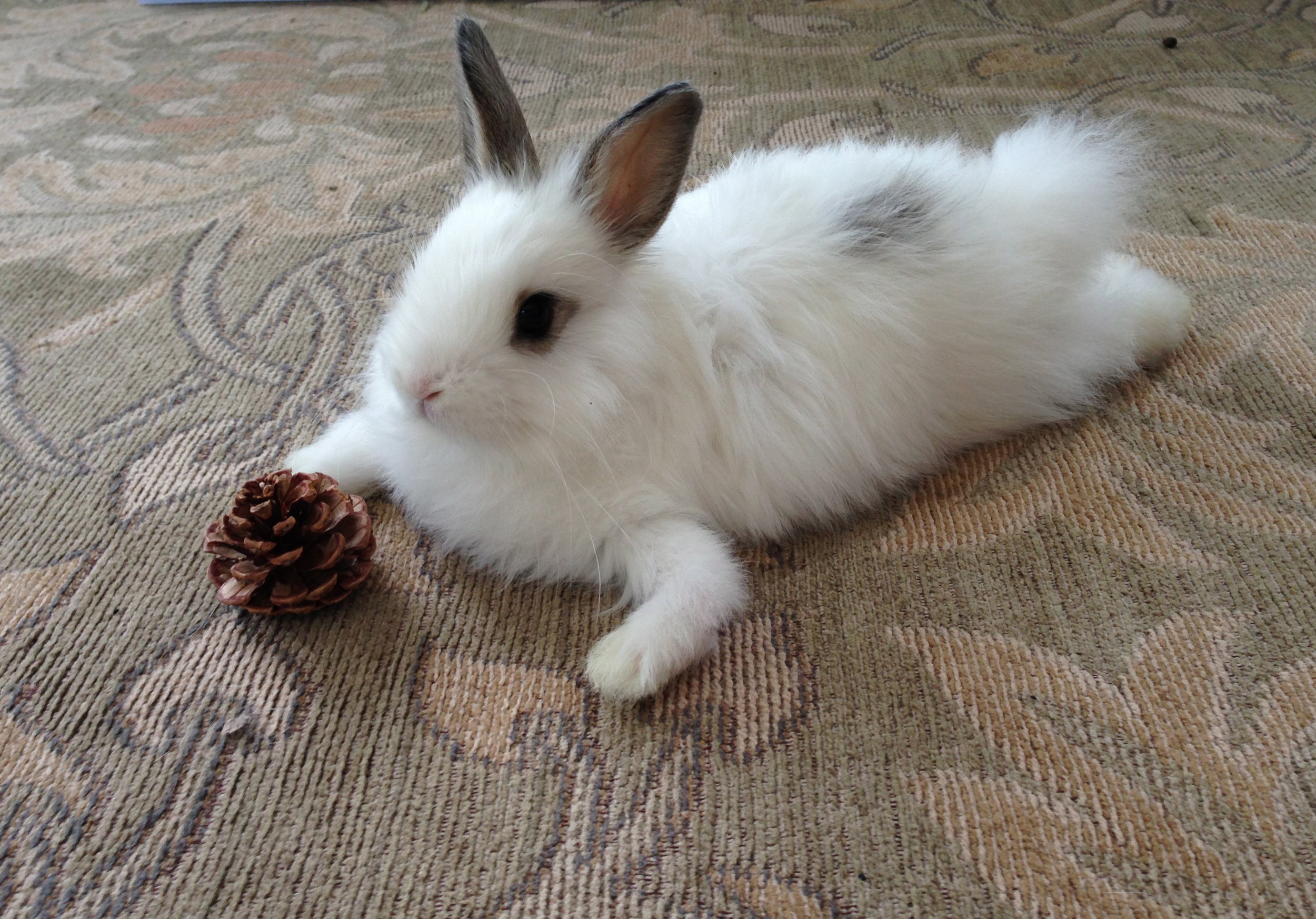 Bunny Hangs Out with Her Pinecone