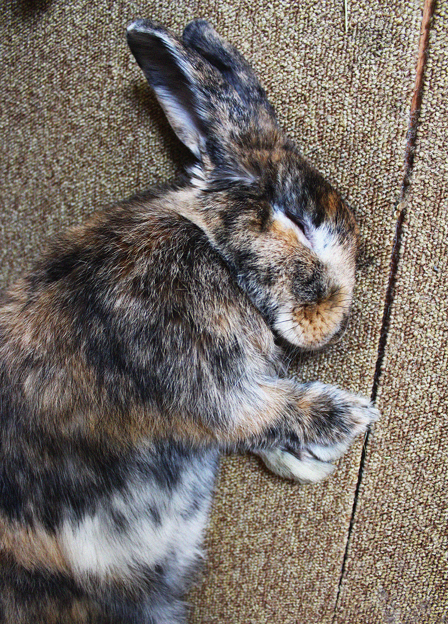It Doesn't Take Much More than a Flop to Lull a Bunny to Sleep 2