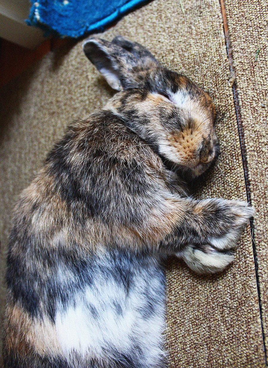 It Doesn't Take Much More than a Flop to Lull a Bunny to Sleep 1