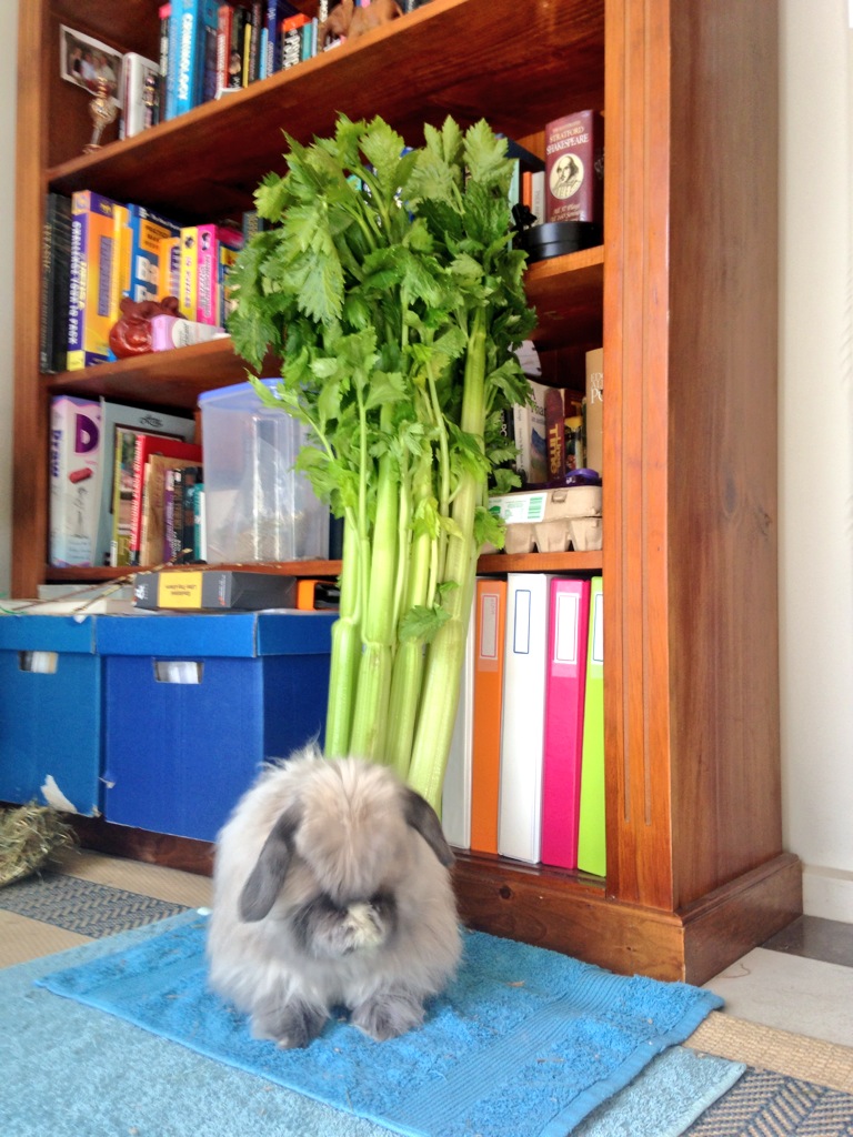 Bunny Hides His Face and Counts to Three in the Hopes a Giant Celery Stalk Will Appear