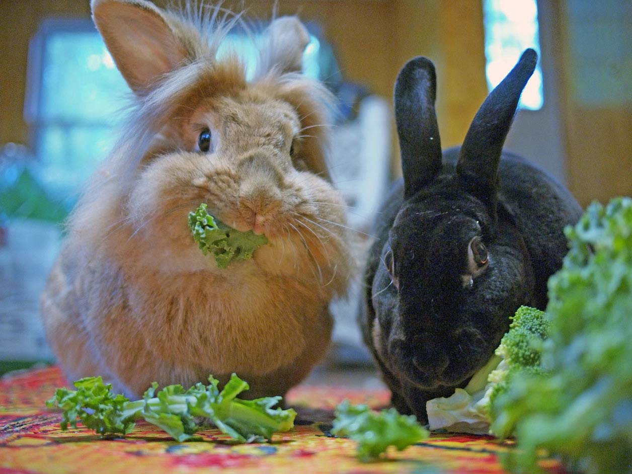 Bunnies Are Very Busy with Their Vegetables Right Now