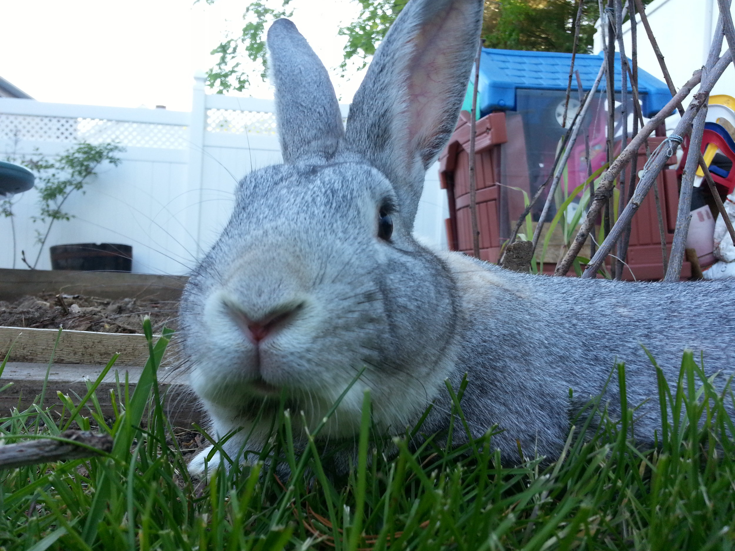 After a Brief Rest, Bunny Gets Back to Exploring the Backyard 2