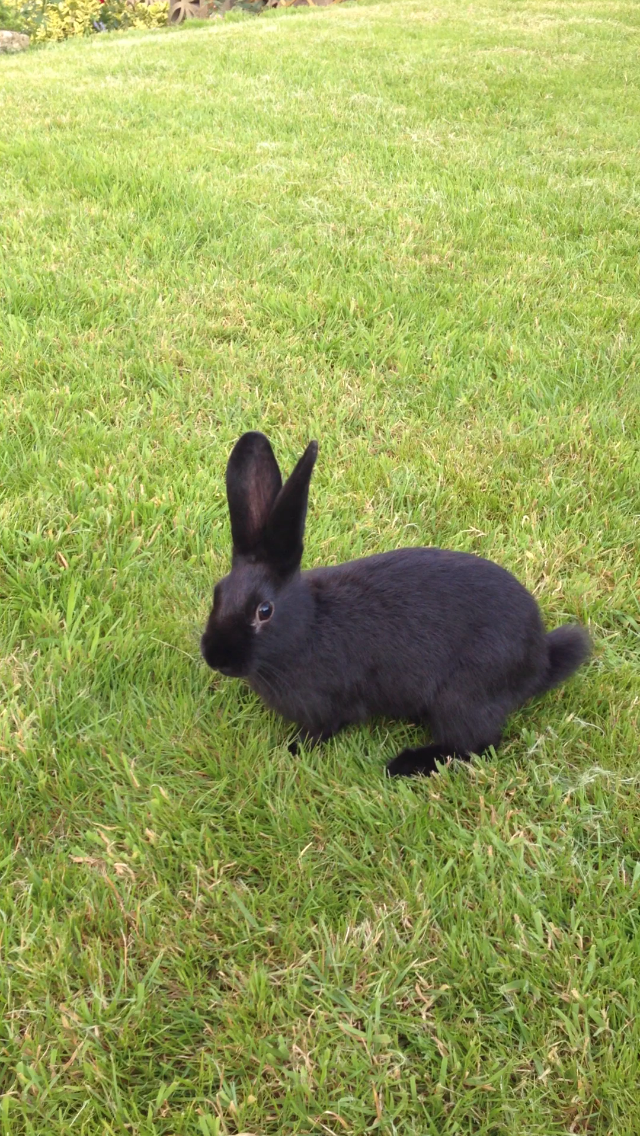 Bunny Gets Some Encouragement from a Friend Before Hopping on the Grass for the First Time 2