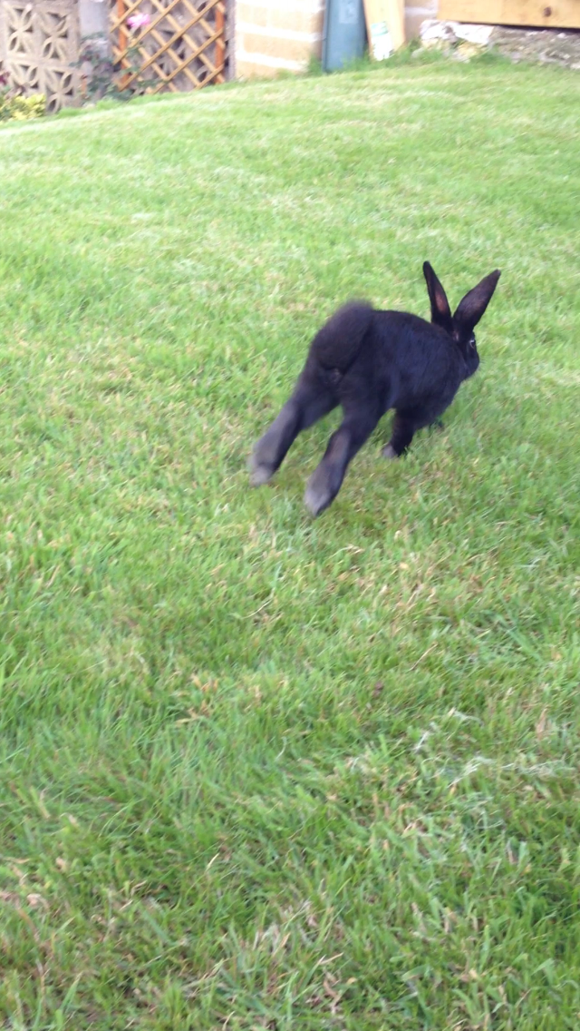 Bunny Gets Some Encouragement from a Friend Before Hopping on the Grass for the First Time 3