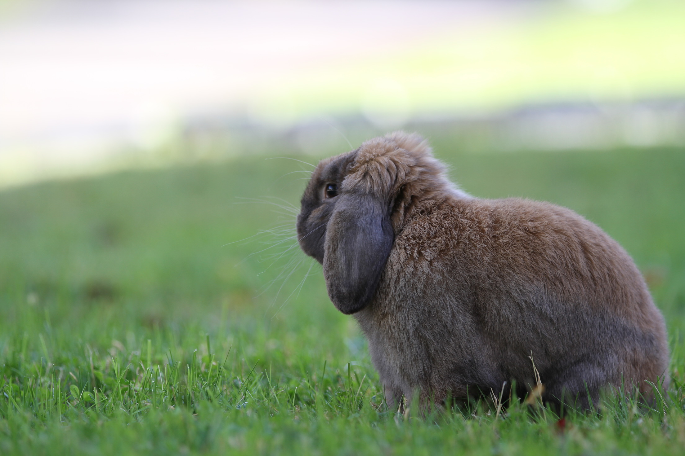 Bunny Contemplates the Yard