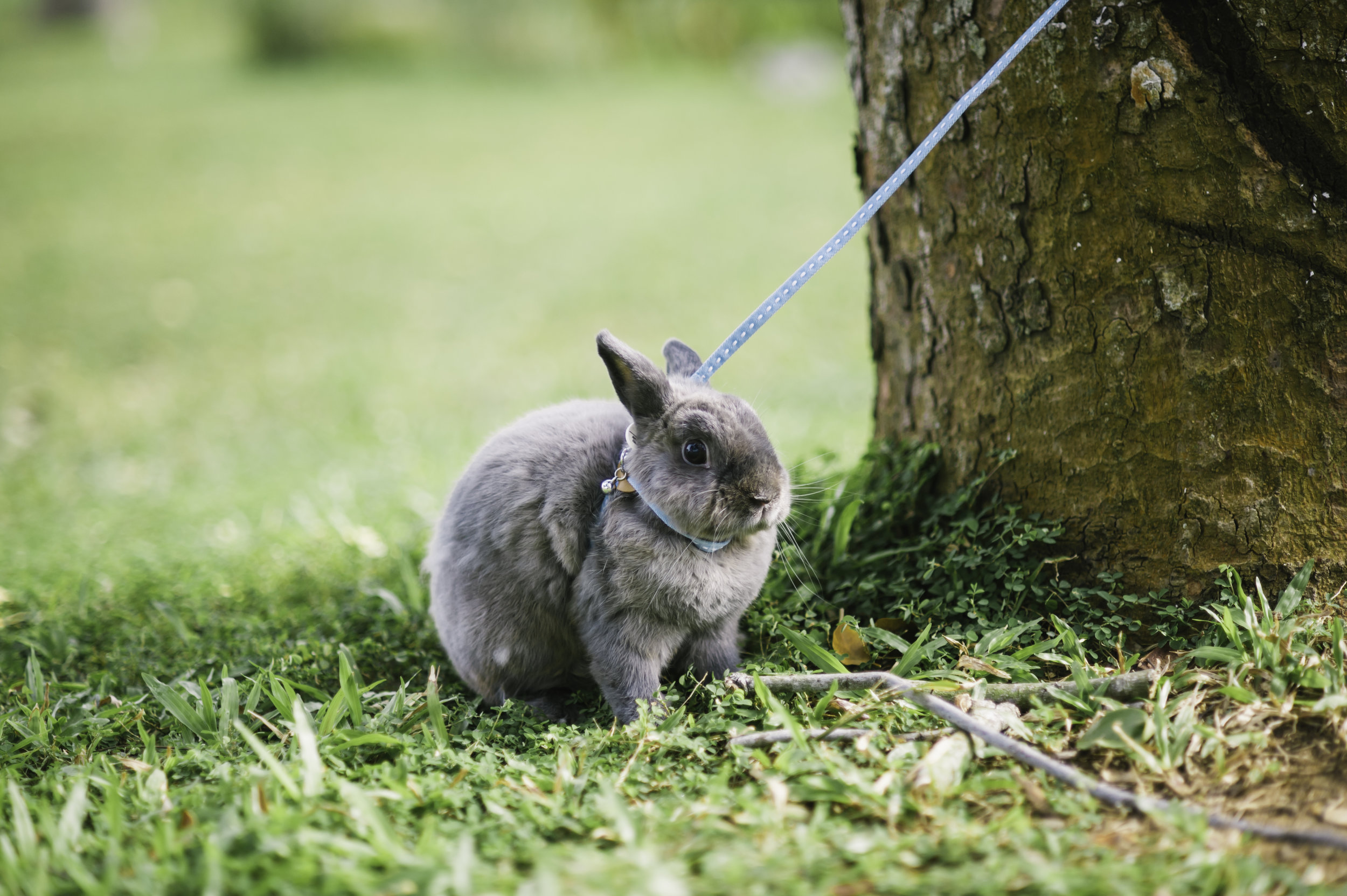 Bunny Does Not Want to Leave This Tree
