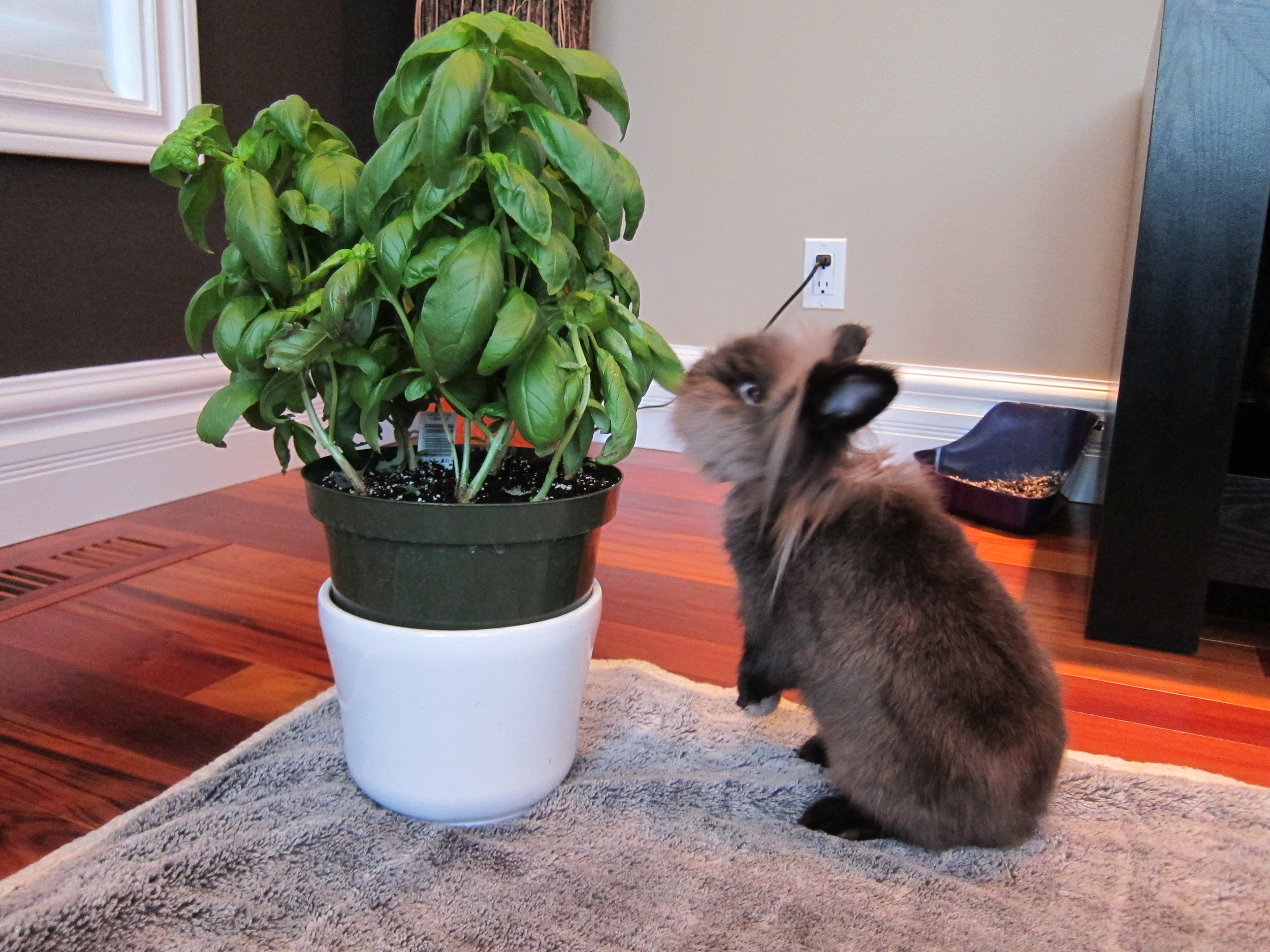 Bunny Helps Himself to the Basil Plant 2