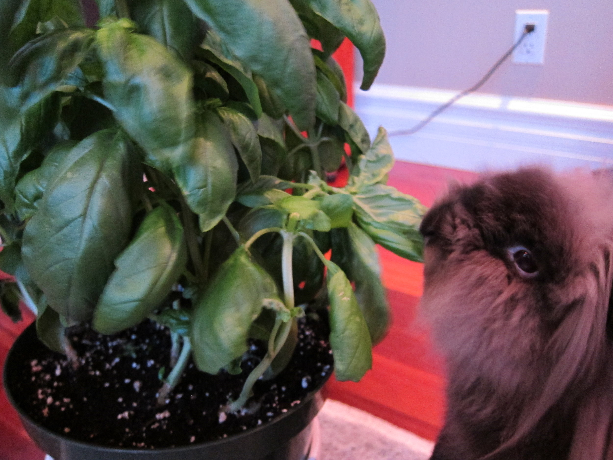 Bunny Helps Himself to the Basil Plant 1