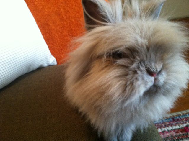 Fluffball Bunny Is the Subject of a Painting 2