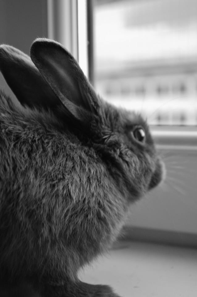 Bunny Has a Photoshoot at the Window 2