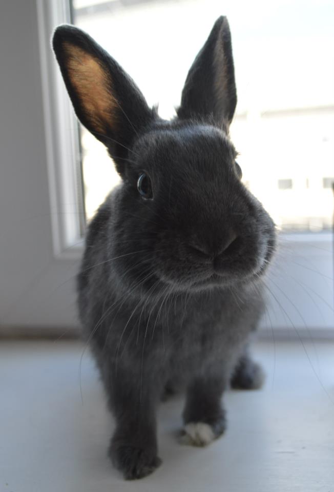 Bunny Has a Photoshoot at the Window 1