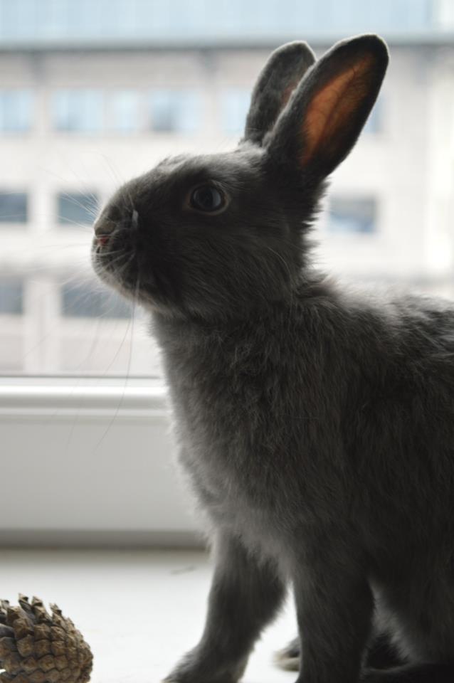 Bunny Has a Photoshoot at the Window 4