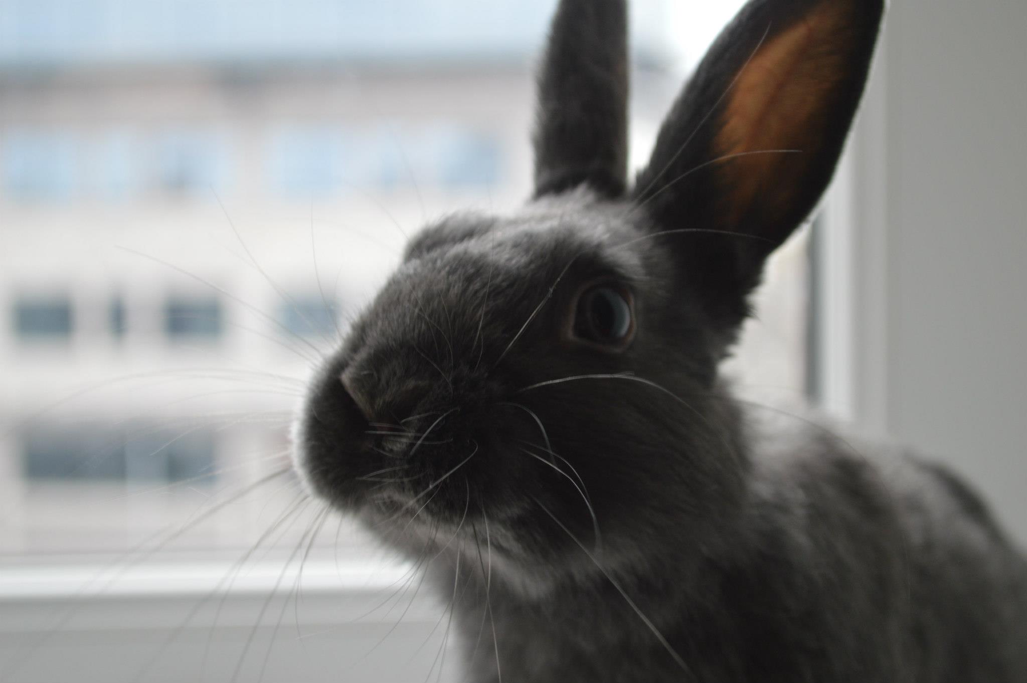 Bunny Has a Photoshoot at the Window 3