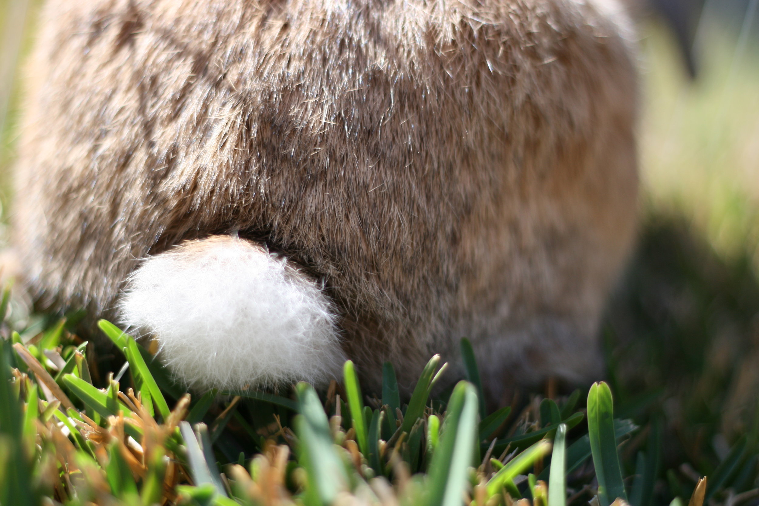 Bunny Soaks Up the Sun Outside on the Grass 4