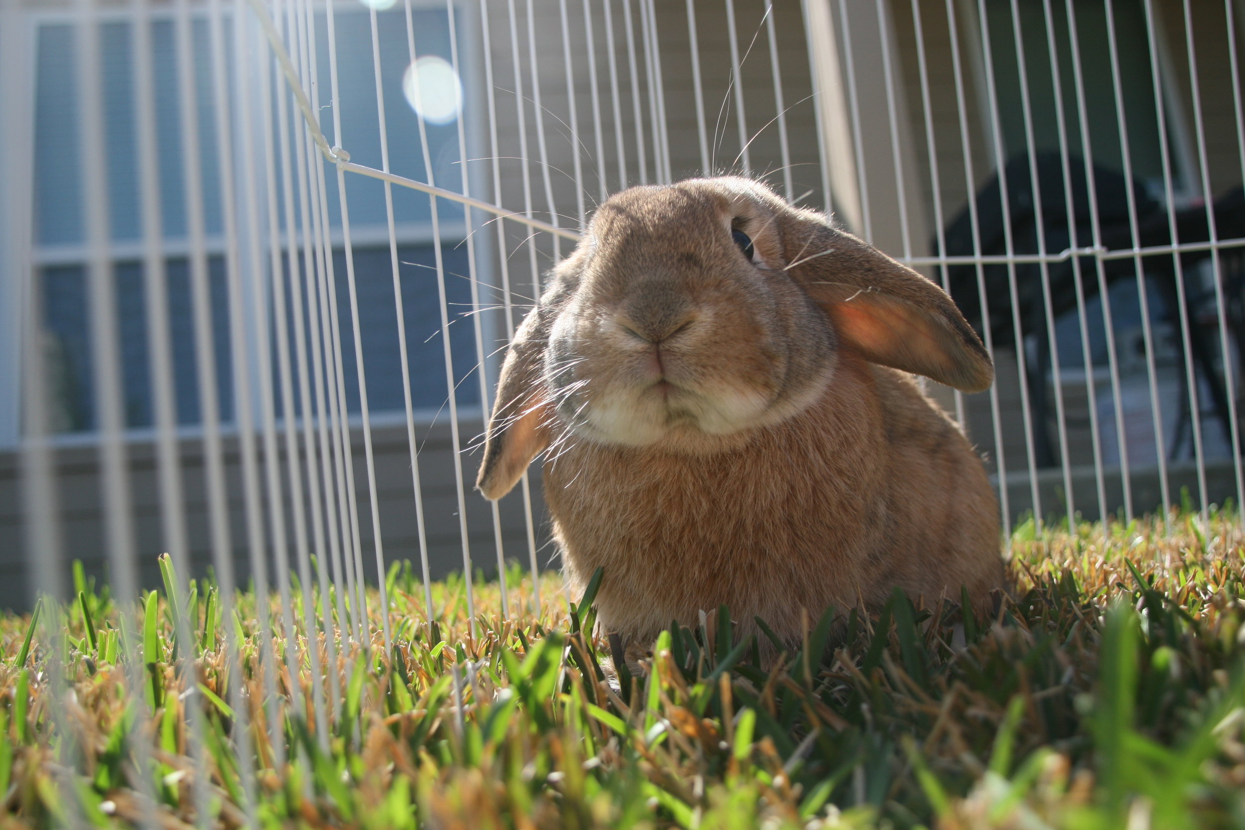 Bunny Soaks Up the Sun Outside on the Grass 1