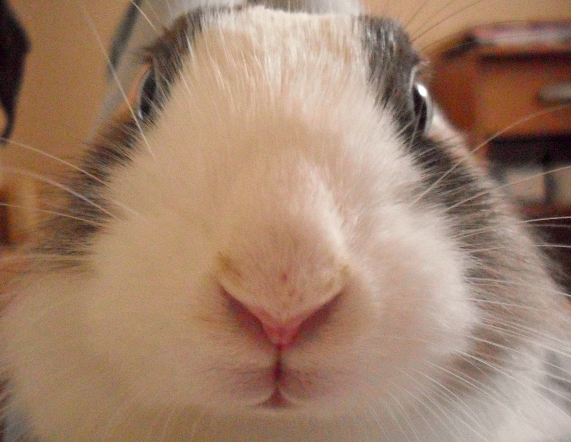 Closeup of Bunny Staring into the Camera
